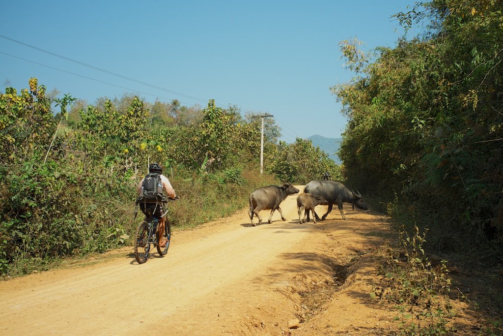 Laos Luang Prabang Elephant, Mountain Bikes, Trails 2 Days